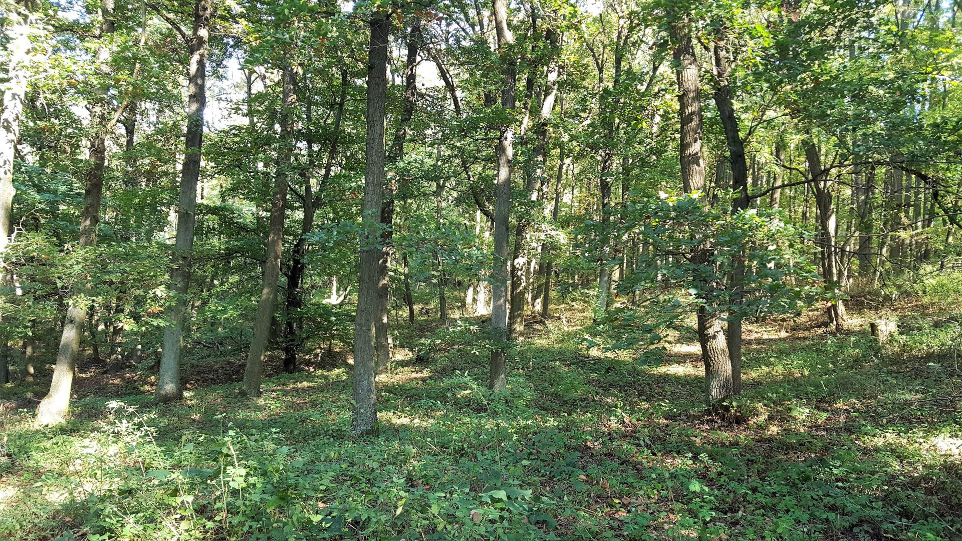 Les v katastru obce Nebovidy, 11.355m2 - PRODÁNO