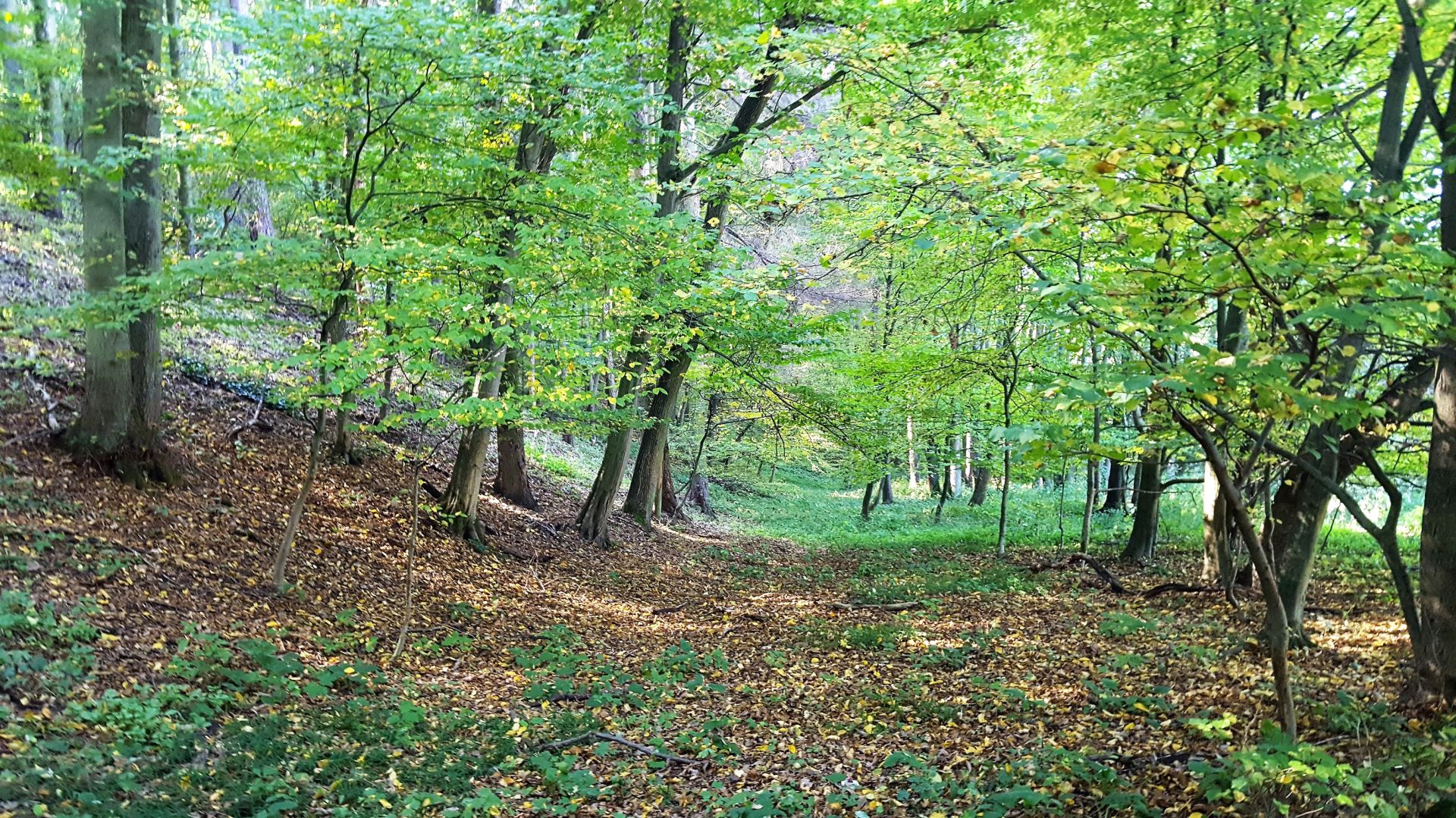 Les v katastru obce Nebovidy, 17.031m2 - PRODÁNO