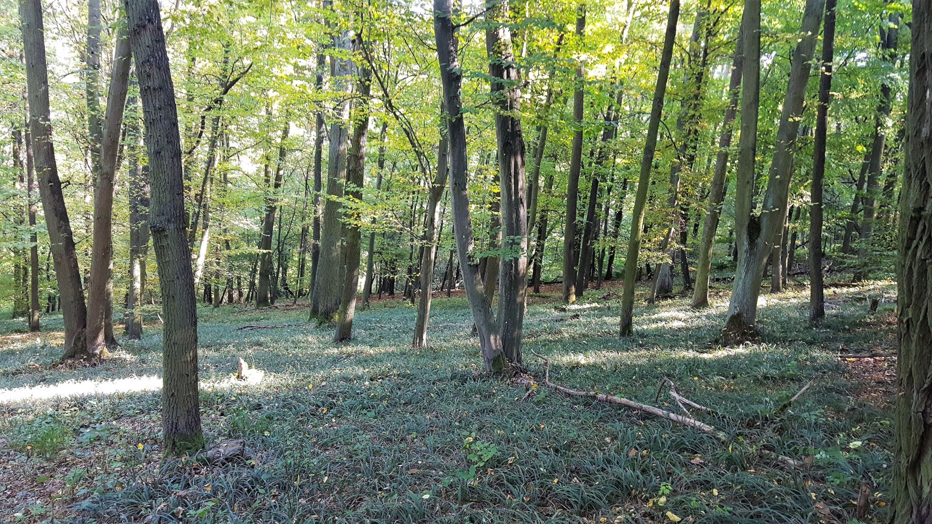 Lesy v katastru obce Nebovidy, 28.386m2 - PRODÁNO